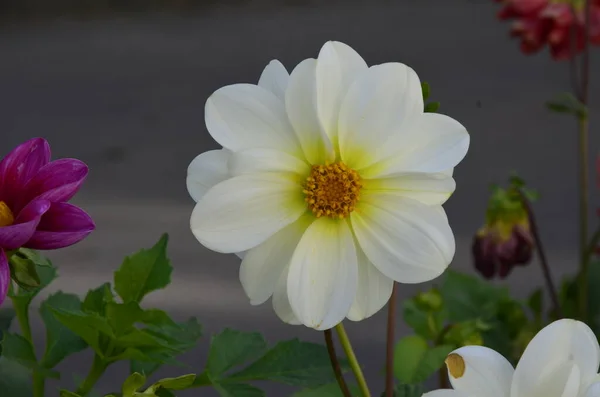 Fiori Dalie Annuali Giardino Luminoso Fiore Dalie Annuali Con Petali — Foto Stock