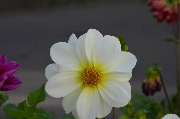 庭の年間Dahliasの花赤い花弁と黄色のコアを持つ年間Dahliaの明るい花 公園では毎年ライラックDahliasが咲きます — ストック写真