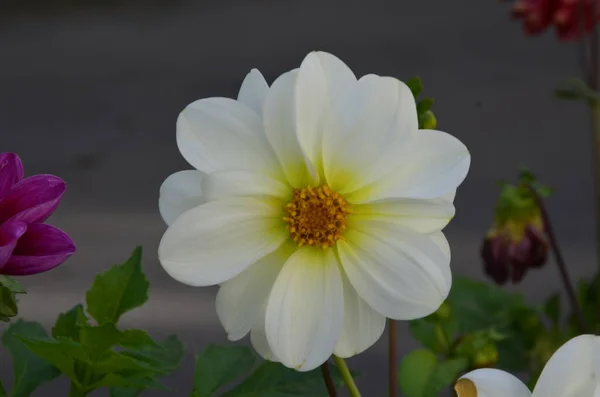 Fiori Dalie Annuali Giardino Luminoso Fiore Dalie Annuali Con Petali — Foto Stock