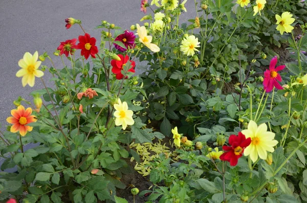 Blumen Der Einjährigen Dahlien Garten Leuchtende Blume Der Einjährigen Dahlie — Stockfoto