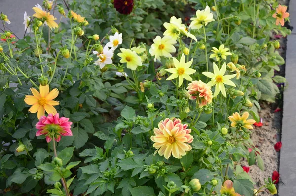 一年生菊花 园中菊花 一年生菊花 一年生菊花 一年生百合花 园中开 — 图库照片