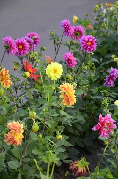 Flores Dalias Anuales Jardín Flor Brillante Dalia Anual Con Pétalos —  Fotos de Stock