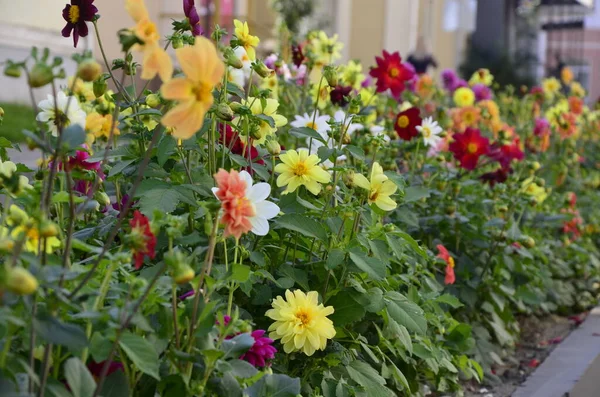 Blumen Der Einjährigen Dahlien Garten Leuchtende Blume Der Einjährigen Dahlie — Stockfoto