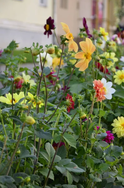 Blumen Der Einjährigen Dahlien Garten Leuchtende Blume Der Einjährigen Dahlie — Stockfoto