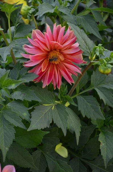 Fiori Dalie Annuali Giardino Luminoso Fiore Dalie Annuali Con Petali — Foto Stock