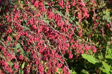 Barberry, Berberis vulgaris şubesi. Berberis thunbergii 'nin renkli doğal kırmızı meyveleri, Latin Berberis Coronita sonbaharda.