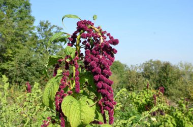 Amaranth yaprak sebze, tahıl ve süs bitkisi olarak yetiştirilir. Amaranth tohumları zengin protein ve amino asit kaynağıdır..