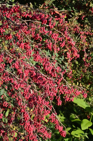 Barberry Berberis Vulgaris Branch Colorful Natural Red Berries Berberis Thunbergii — Stock Photo, Image