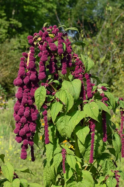 Amaranth作为叶子蔬菜 谷类和观赏植物种植 Amaranth种子富含蛋白质和氨基酸 — 图库照片