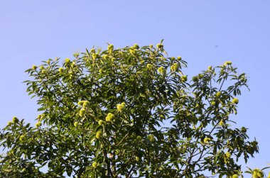 Kırsal kesimdeki bir bahçede Yapraklı Tatlı Kestane Ağacı 'nın (Castanea sativa Albomarginata) yaz yaprakları