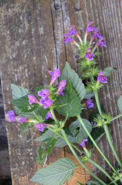 Yaygın kenevir otu ısırığı, Galeopsis tetrahit. Bifid kenevir-ısırgan otu (Galeopsis bifida). Lamiaceae ailesinde pembe çiçekli bitki, en alt lobda çentik var.