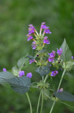 Yaygın kenevir otu ısırığı, Galeopsis tetrahit. Bifid kenevir-ısırgan otu (Galeopsis bifida). Lamiaceae ailesinde pembe çiçekli bitki, en alt lobda çentik var.