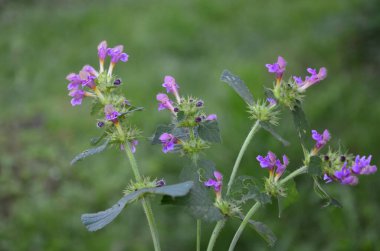 Yaygın kenevir otu ısırığı, Galeopsis tetrahit. Bifid kenevir-ısırgan otu (Galeopsis bifida). Lamiaceae ailesinde pembe çiçekli bitki, en alt lobda çentik var.