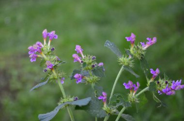Yaygın kenevir otu ısırığı, Galeopsis tetrahit. Bifid kenevir-ısırgan otu (Galeopsis bifida). Lamiaceae ailesinde pembe çiçekli bitki, en alt lobda çentik var.