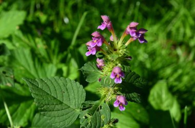 Yaygın kenevir otu ısırığı, Galeopsis tetrahit. Bifid kenevir-ısırgan otu (Galeopsis bifida). Lamiaceae ailesinde pembe çiçekli bitki, en alt lobda çentik var.
