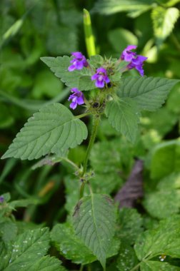 Yaygın kenevir otu ısırığı, Galeopsis tetrahit. Bifid kenevir-ısırgan otu (Galeopsis bifida). Lamiaceae ailesinde pembe çiçekli bitki, en alt lobda çentik var.