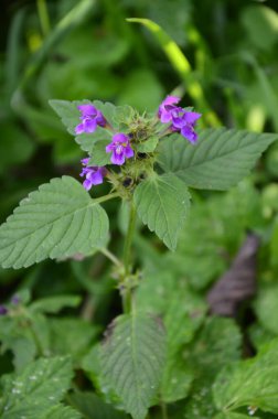 Yaygın kenevir otu ısırığı, Galeopsis tetrahit. Bifid kenevir-ısırgan otu (Galeopsis bifida). Lamiaceae ailesinde pembe çiçekli bitki, en alt lobda çentik var.