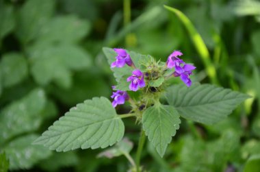 Yaygın kenevir otu ısırığı, Galeopsis tetrahit. Bifid kenevir-ısırgan otu (Galeopsis bifida). Lamiaceae ailesinde pembe çiçekli bitki, en alt lobda çentik var.
