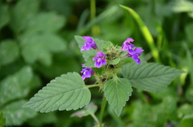 Yaygın kenevir otu ısırığı, Galeopsis tetrahit. Bifid kenevir-ısırgan otu (Galeopsis bifida). Lamiaceae ailesinde pembe çiçekli bitki, en alt lobda çentik var.