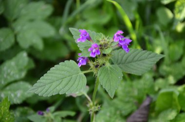 Yaygın kenevir otu ısırığı, Galeopsis tetrahit. Bifid kenevir-ısırgan otu (Galeopsis bifida). Lamiaceae ailesinde pembe çiçekli bitki, en alt lobda çentik var.