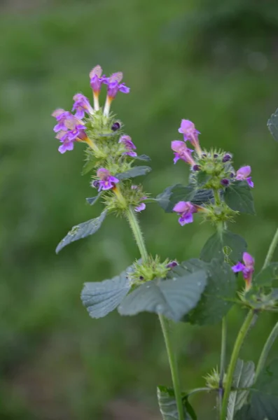 Společná Kopřiva Konopí Galeopsis Tetrahit Bifid Konopí Kopřivy Galeopsis Bifida — Stock fotografie