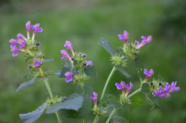 Common Hemp Nettle Galeopsis Tetrahit Bifid Hemp Nettle Galeopsis Bifida — Stock Photo, Image