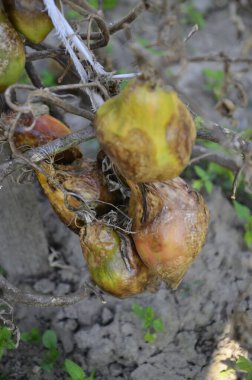 Sonbaharda hasattan sonra çürümüş domatesler kuru dallar ve domates çalıları üzerinde. Bozuk hasat konsepti