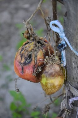 Sonbaharda hasattan sonra çürümüş domatesler kuru dallar ve domates çalıları üzerinde. Bozuk hasat konsepti