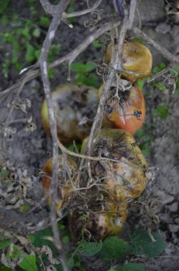 Sonbaharda hasattan sonra çürümüş domatesler kuru dallar ve domates çalıları üzerinde. Bozuk hasat konsepti