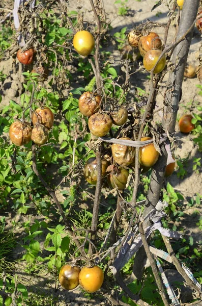 Rotten spoiled tomatoes on dry branches and bushes of tomatoes after harvest in the fall. spoiled harvest concept