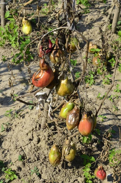 Rotten spoiled tomatoes on dry branches and bushes of tomatoes after harvest in the fall. spoiled harvest concept