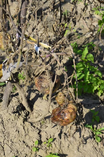 Sonbaharda hasattan sonra çürümüş domatesler kuru dallar ve domates çalıları üzerinde. Bozuk hasat konsepti