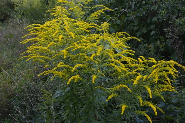 Solidago Oder Goldrute Virgaurea Gelbe Pflanze Mit Blüten — Stockfoto