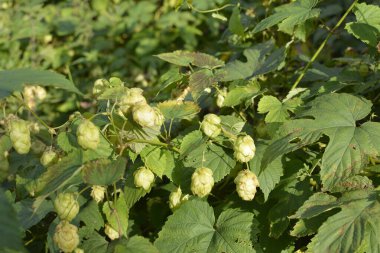 Bira yapmak için yeşil taze zıplama konileri, yakın plan. Parlak güneşli bir günde çitlerde büyüyen olgun yeşil zıplamanın yakın plan görüntüsü. Hop bira fabrikasında kullanılır.