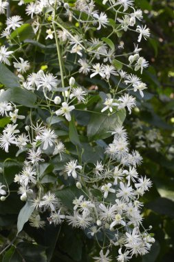 Clematis veya Clematis vitalba 'nın beyaz çiçekleri çalılıklarda yetişir. Clematis vitalba dalları, dalları ve kokulu beyaz çiçekleri olan tırmanan bir çalılıktır..