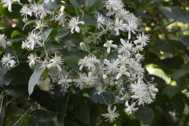 Clematis veya Clematis vitalba 'nın beyaz çiçekleri çalılıklarda yetişir. Clematis vitalba dalları, dalları ve kokulu beyaz çiçekleri olan tırmanan bir çalılıktır..