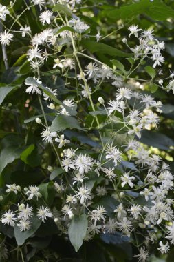 Clematis veya Clematis vitalba 'nın beyaz çiçekleri çalılıklarda yetişir. Clematis vitalba dalları, dalları ve kokulu beyaz çiçekleri olan tırmanan bir çalılıktır..