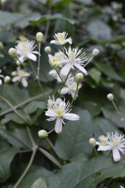Clematis veya Clematis vitalba 'nın beyaz çiçekleri çalılıklarda yetişir. Clematis vitalba dalları, dalları ve kokulu beyaz çiçekleri olan tırmanan bir çalılıktır..