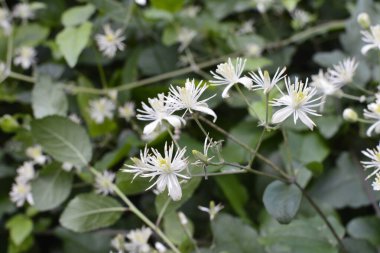Clematis veya Clematis vitalba 'nın beyaz çiçekleri çalılıklarda yetişir. Clematis vitalba dalları, dalları ve kokulu beyaz çiçekleri olan tırmanan bir çalılıktır..