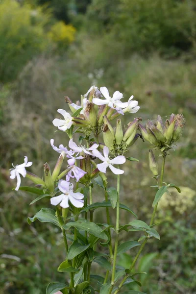 Silene Latifolia Białe Mydło Szeroko Rozpowszechnione Całej Europie Przyciąga Motyle — Zdjęcie stockowe