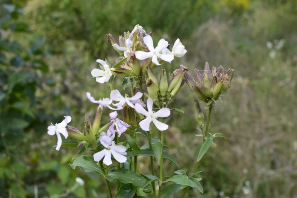 Silene Latifolia Sabão Branco Amplamente Difundido Toda Europa Atrai Borboletas — Fotografia de Stock