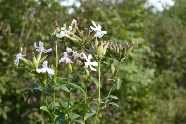 Silene Latifolia Białe Mydło Szeroko Rozpowszechnione Całej Europie Przyciąga Motyle — Zdjęcie stockowe