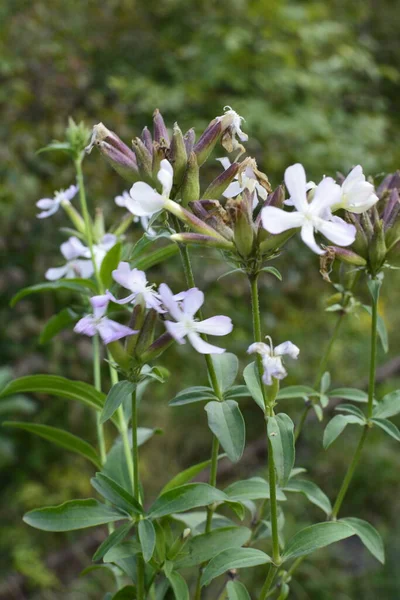 Silene Latifolia Sapone Bianco Ampiamente Diffuso Tutta Europa Attrae Farfalle — Foto Stock