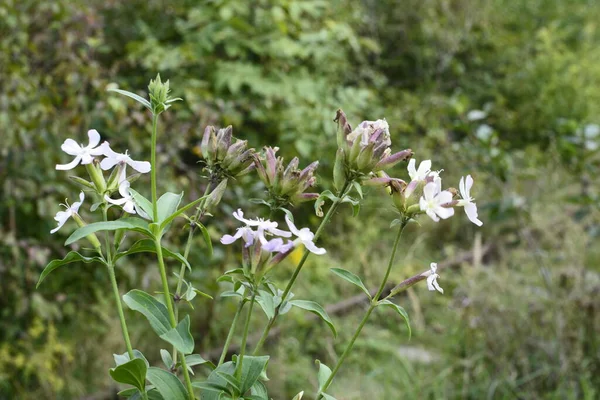 Silene Latifolia Bílé Mýdlo Široce Rozšířené Celé Evropě Láká Motýly — Stock fotografie