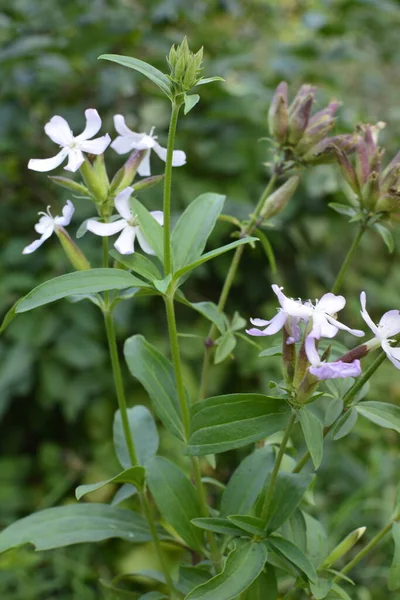 stock image Silene latifolia, 