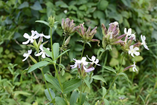 Silene Latifolia Białe Mydło Szeroko Rozpowszechnione Całej Europie Przyciąga Motyle — Zdjęcie stockowe