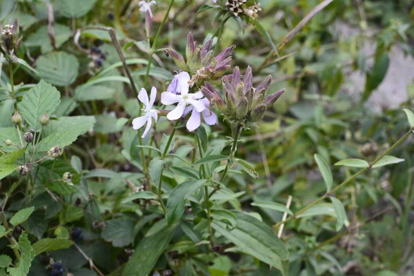 在欧洲广为流传的 Silene Latifolia 以其芬芳吸引了蝴蝶 它含有皂甙 可用于洗涤和药物治疗 — 图库照片