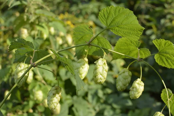 制作啤酒的绿色鲜跳球果 在阳光灿烂的日子里 篱笆上生长着成熟的绿色跳跃的特写 啤酒花用于酿造啤酒 — 图库照片