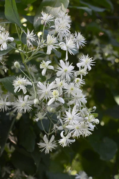 Fleurs Blanches Clematis Clematis Vitalba Sur Buisson Clematis Vitalba Est — Photo