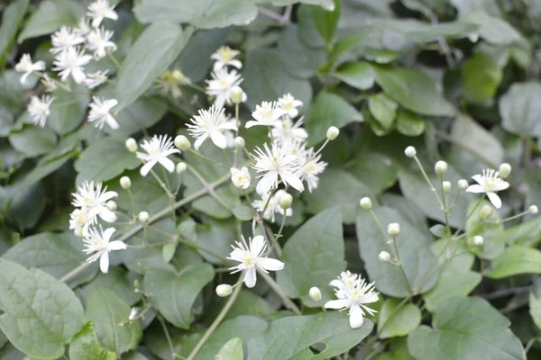 Fleurs Blanches Clematis Clematis Vitalba Sur Buisson Clematis Vitalba Est — Photo